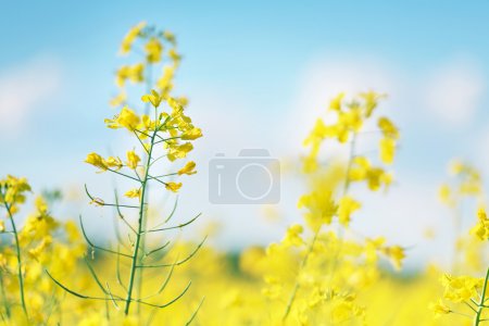 Picture of canola flower and yellow field