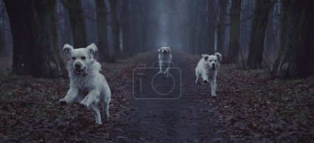 Fantastic picture of running dog