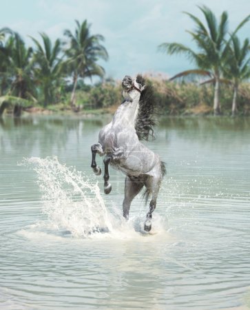 White horse jumping in the pond