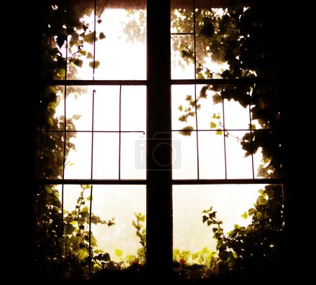 Photo of the window to the nature