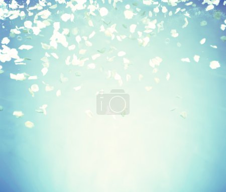 Petals with blue background