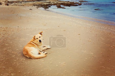 Dog resting on sea beach