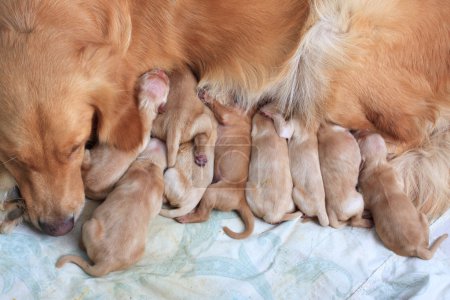 Group of first day golden retriever puppies natural shot