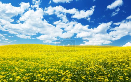 field with yellow flowers and blue sky Tuscany, Italy