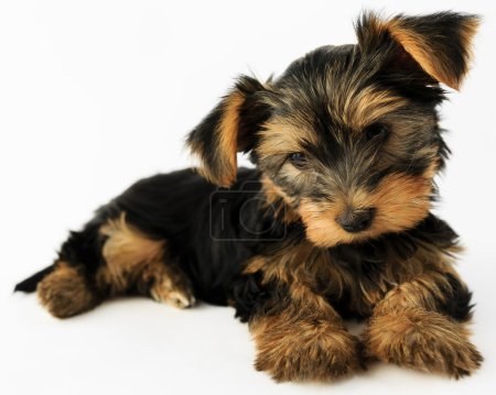 Yorkshire terrier - portrait of a cute puppy