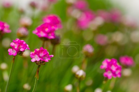 Summer garden, pink flowers