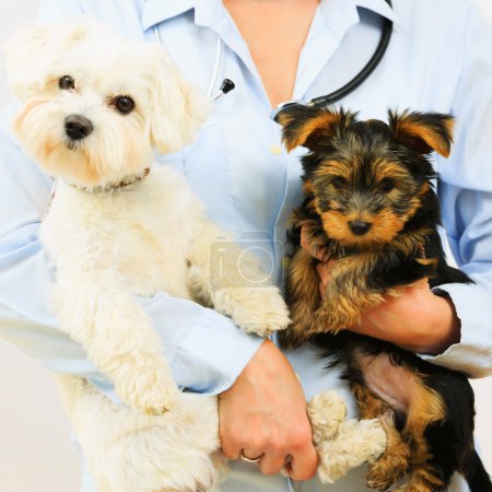 Veterinary treatment - lovely puppies and friendly veterinary