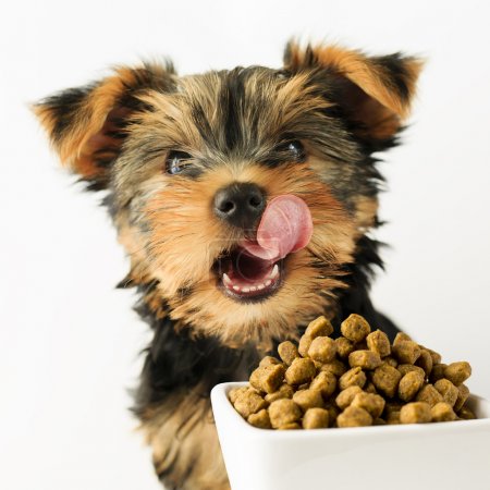 Yorkshire puppy eating a tasty dog food
