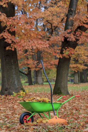 Autumn leaves in wheelbarrow