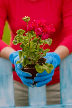 Gardening, planting - woman with geranium flowers