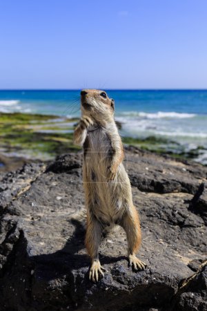  Squirrel on Fuerteventura, Canary Islands, Spain