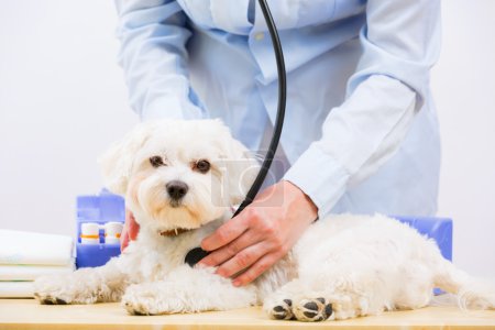 Veterinary treatment - lovely Maltese dog and friendly veterinar