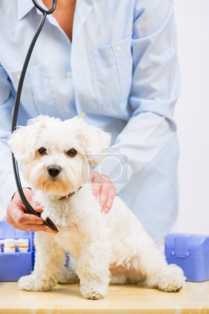 Veterinary treatment - lovely Maltese dog and veterinary