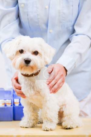 Veterinary treatment - lovely Maltese dog and friendly veterinar
