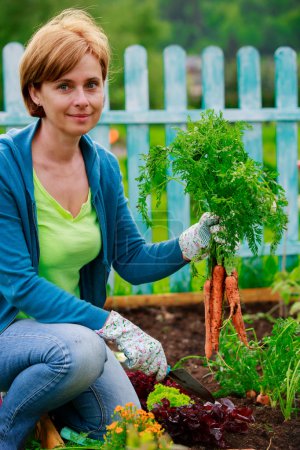 Gardening, cultivation - woman and organically grown carrots