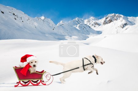 Merry Christmas - cute Santa puppy is riding in a sleigh