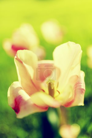 Spring garden - flowering tulips