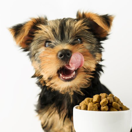 Yorkshire puppy eating a tasty dog food