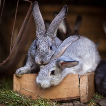 Young rabbits popping out of a hutch (European Rabbit - Oryctola