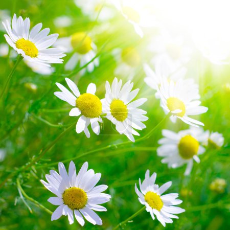 Beautiful sunny chamomile flowers close-up