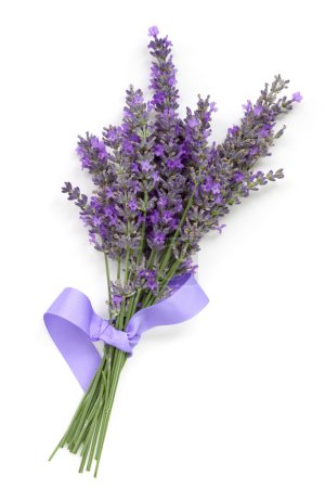 Lavender with Ribbon over White