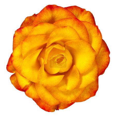 Reddish Yellow Rose Isolated on White