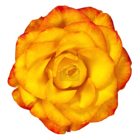 Reddish Yellow Rose Isolated on White