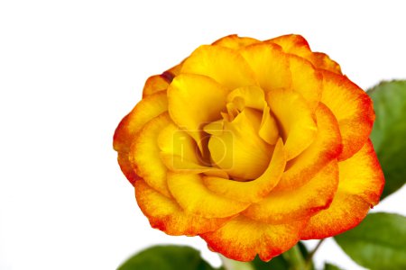 Yellow and Red Rose Isolated