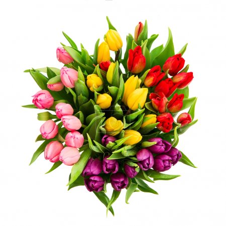 fresh multicolor tulip flowers isolated on white