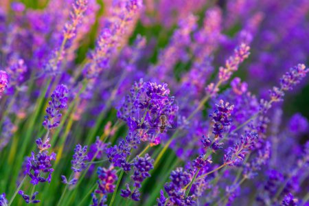 Lavender field in Tihany, Hungary