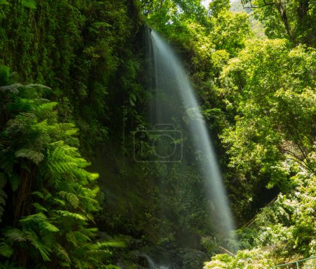 Los Tilos waterfall Laurisilva in La Palma laurel forest