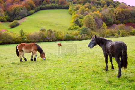 Horses and cows grazing in Pyrenees meadows at Spain