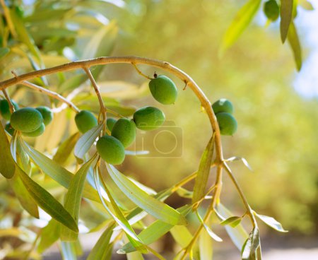 Detail of olive tree with green olives fruit