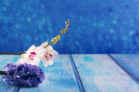 hyacinth flower and white orchid on blue wood copy space