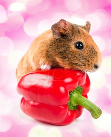 the guinea pig and a red pepper