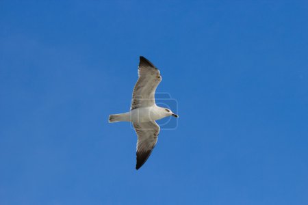 Single seagul in the blue sky.