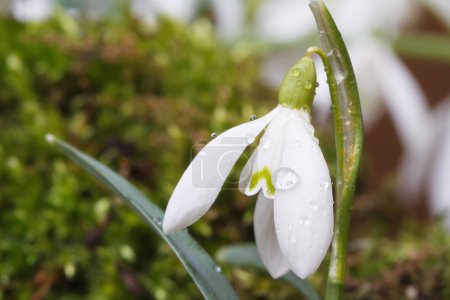 gentle Snowdrop with drops of water on a green grass