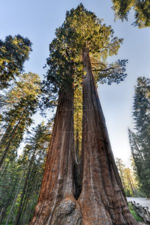 Merged Giant Sequoia Trees