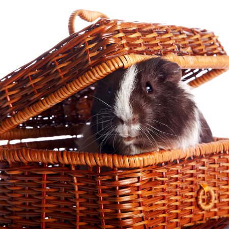 Guinea pig in a wattled basket