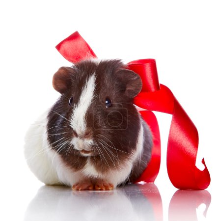 Guinea pig with a tape and a sphere