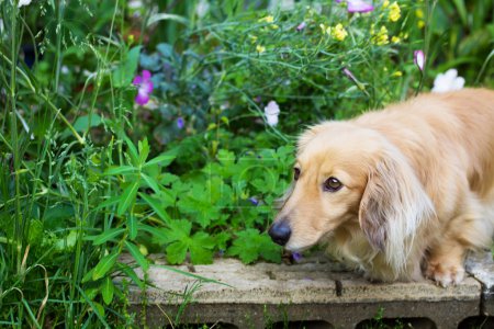 Miniature long hair dachshund in the flower garden
