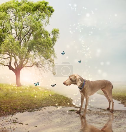 Dog and butterfies at a magical brook