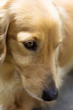 Blond miniature dachshund