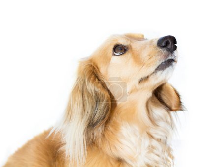 Blond miniature dachshund looking up