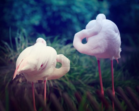 Two Pink Flamingos 