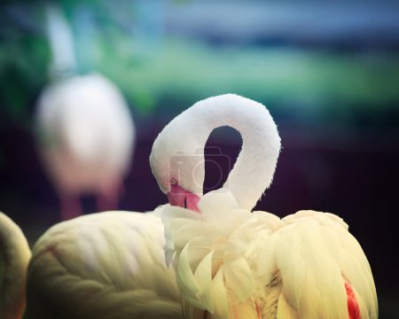 Lone White Flamingo