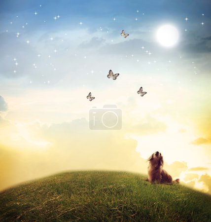 Dog looking at butterflies under the moon light