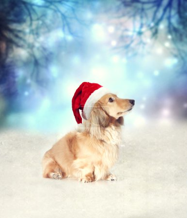 Dachshund dog with Santa hat