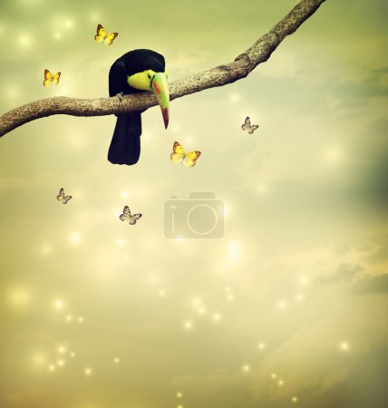 Toucan with butterflies