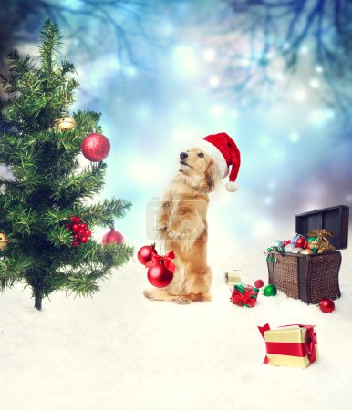 Dachshund dog decorating christmas tree
